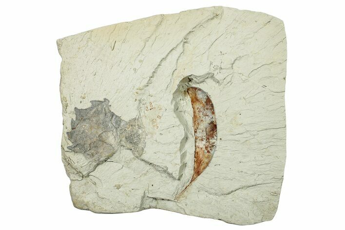 Two Miocene Fossil Leaves - Augsburg, Germany #254102